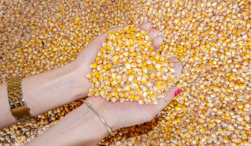 В 2018 році очікується історичний обсяг врожаю кукурудзи